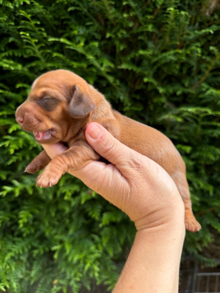 Du cap des embruns - Chiot disponible  - Teckel poil ras