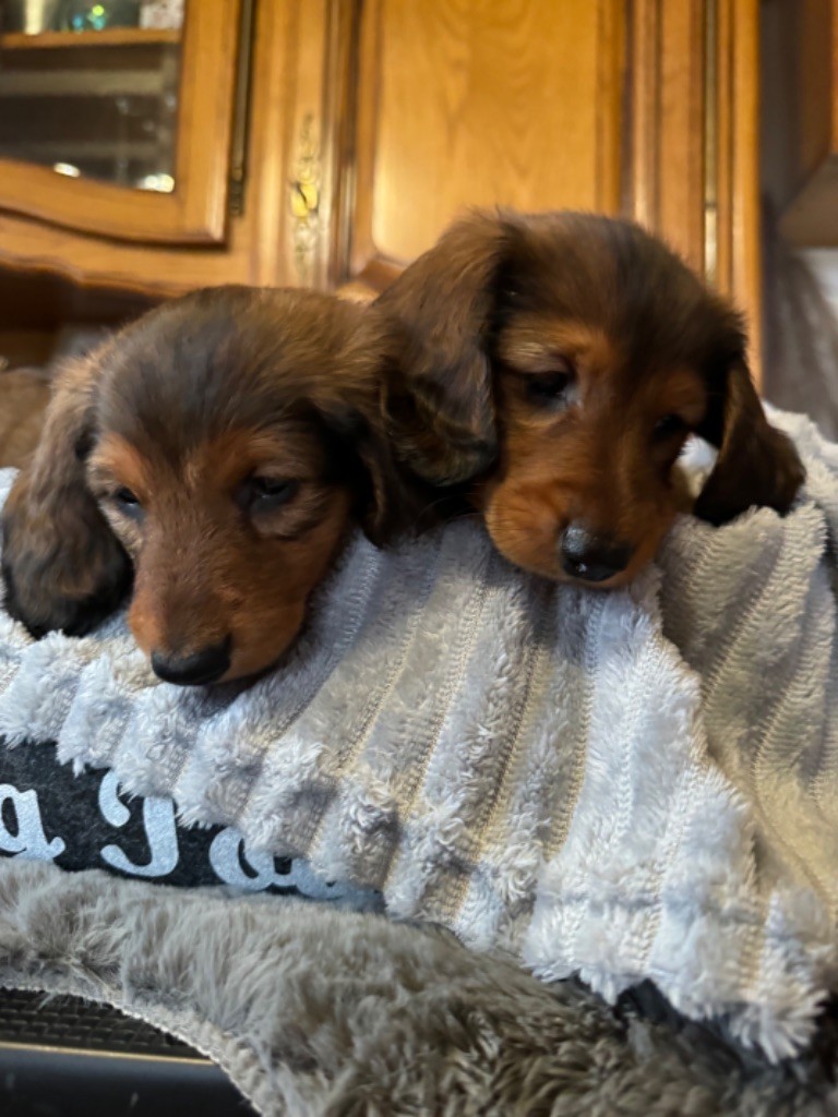 chiot Teckel poil long Du cap des embruns