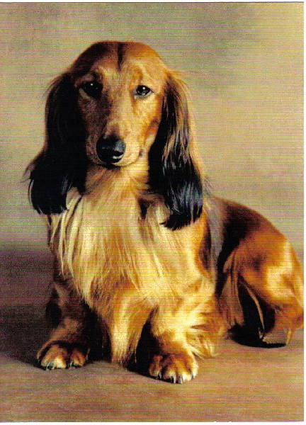 Pattes à poufs Du bois des trolls