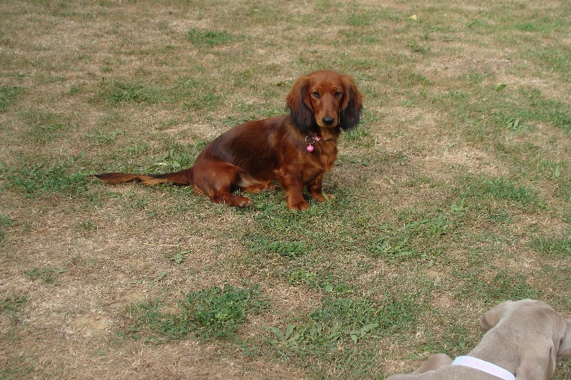 Faustine fée clochette Du cap des embruns