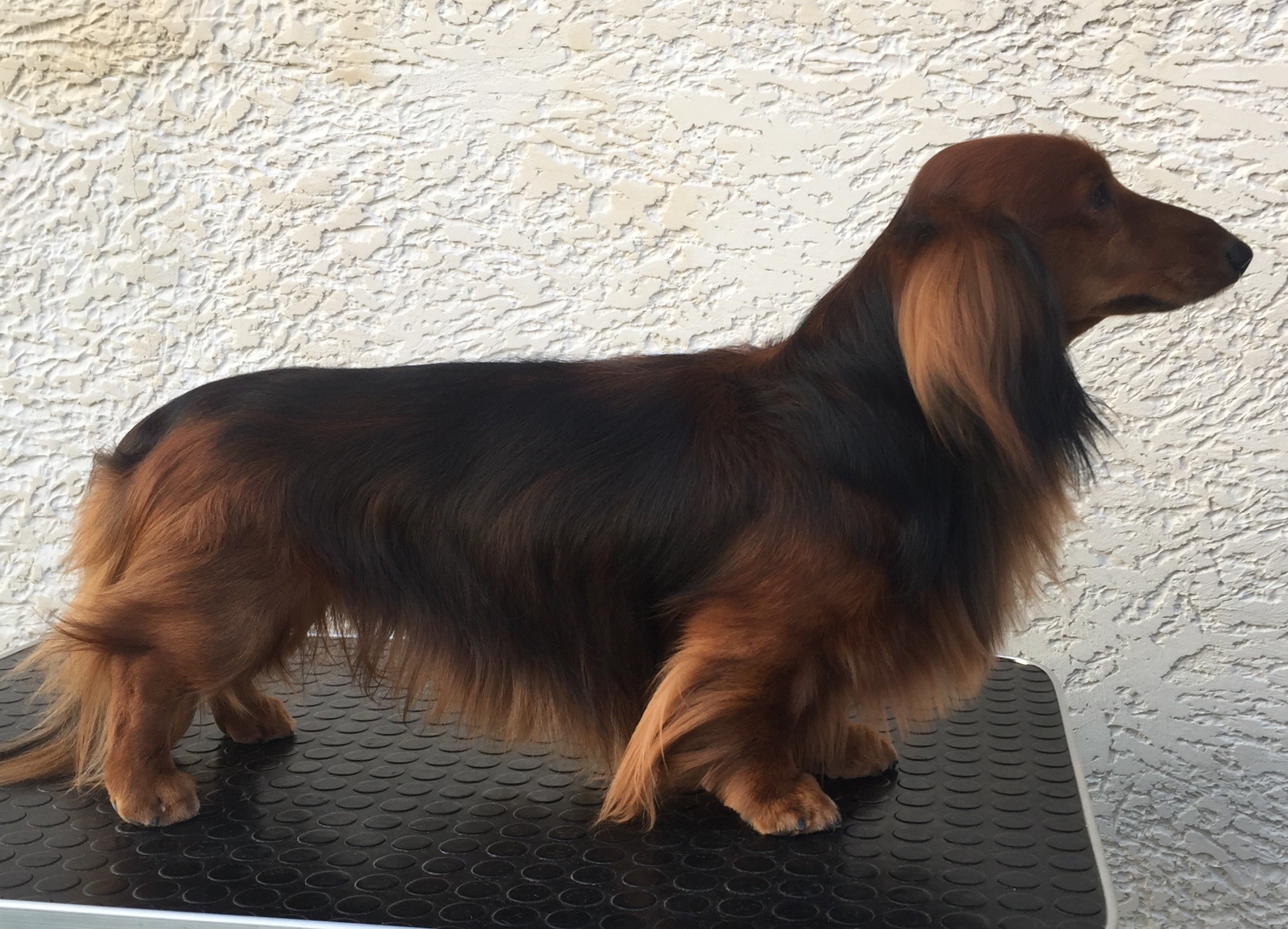 CH. Jack sparrow Du cap des embruns