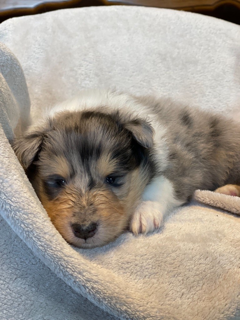 Bébés bleus disponible à la réservation 