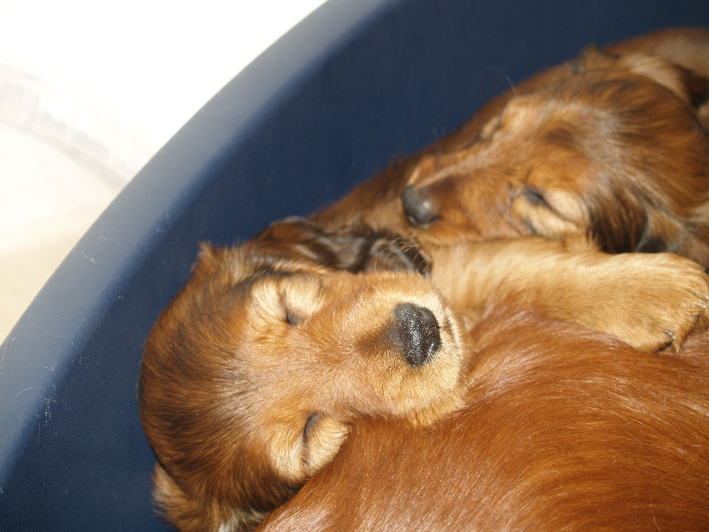 les bebes a la maison