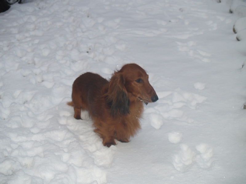 les chiens dans la neige