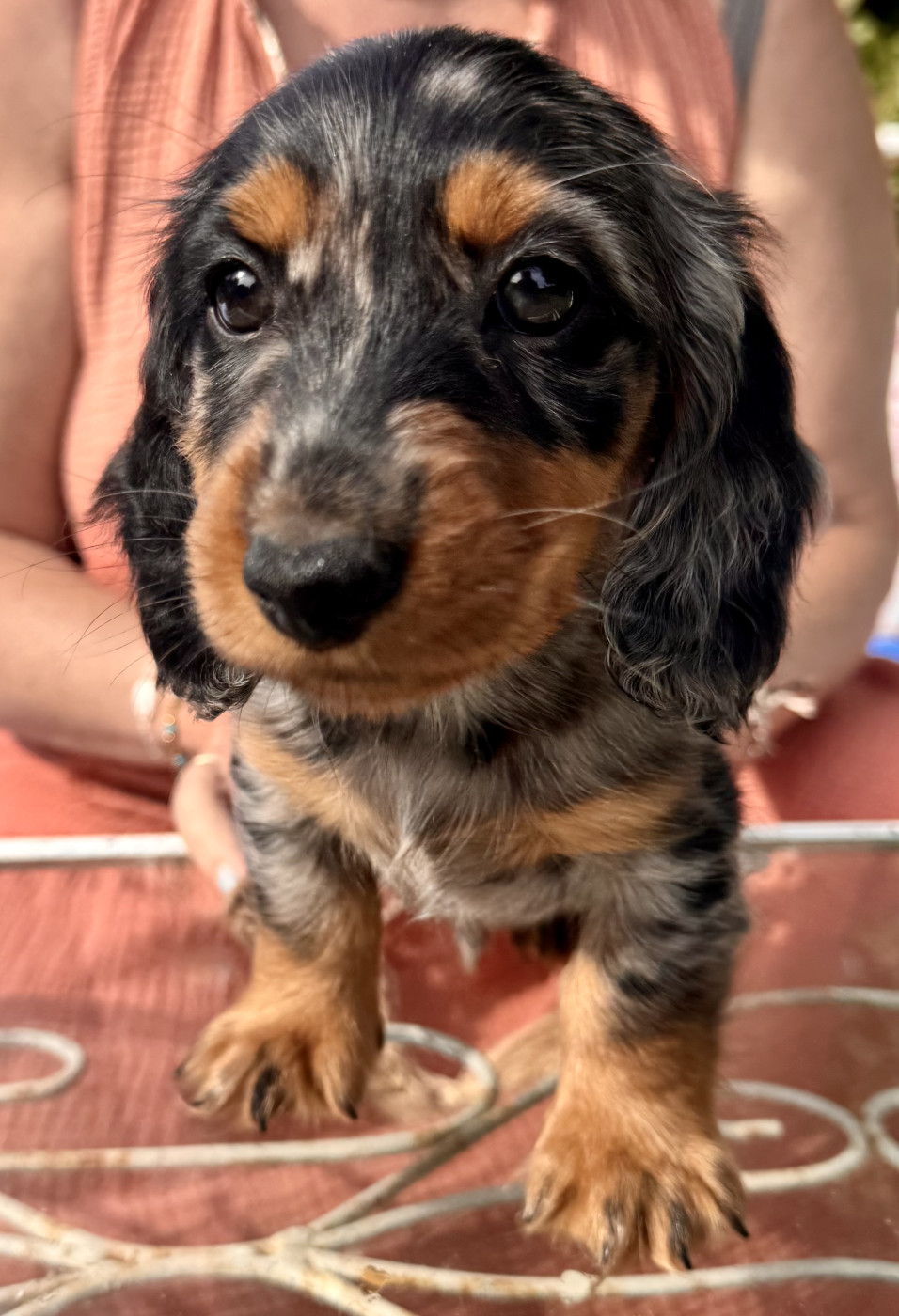 Du cap des embruns - Chiots disponibles - Teckel poil long