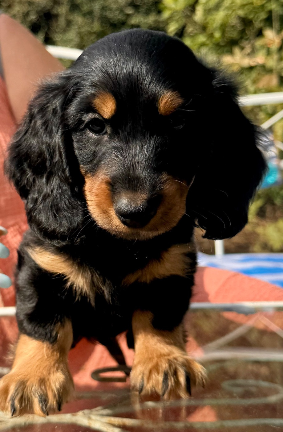 Du cap des embruns - Chiots disponibles - Teckel poil long