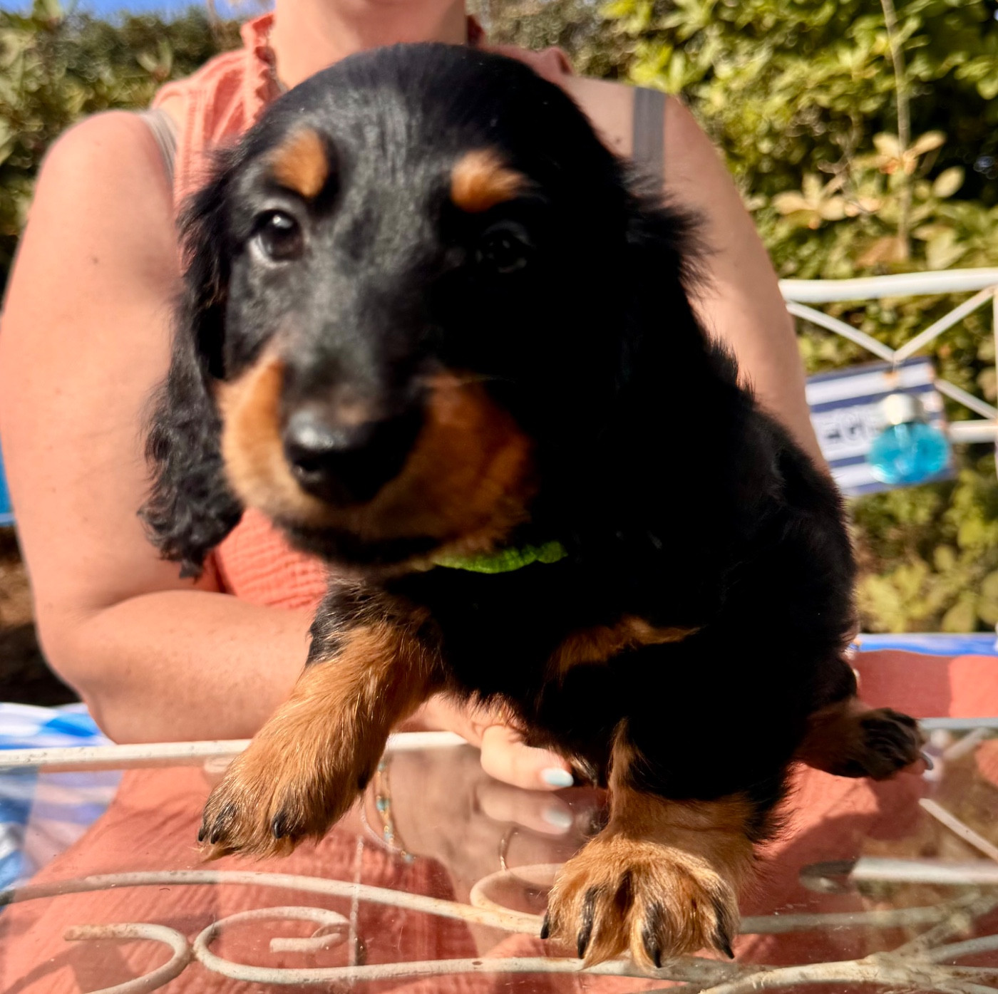 Du cap des embruns - Chiots disponibles - Teckel poil long